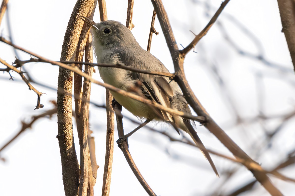 Blue-gray Gnatcatcher - ML622573803