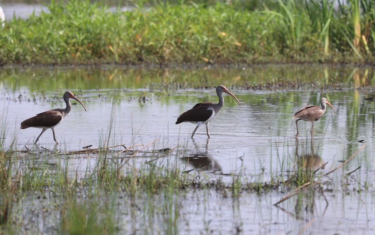 White Ibis - Karin Pelton