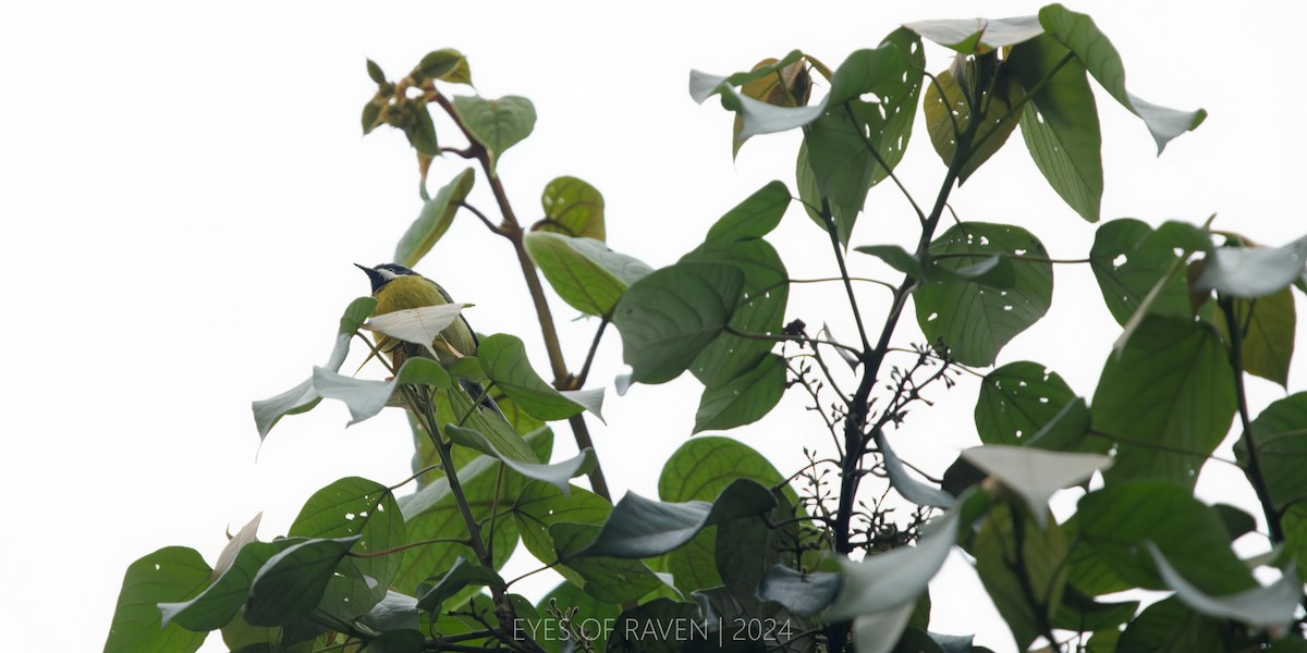 Black-throated Apalis - ML622573824