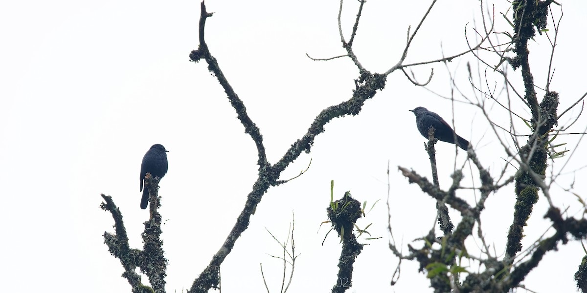 Waller's Starling - ML622573864