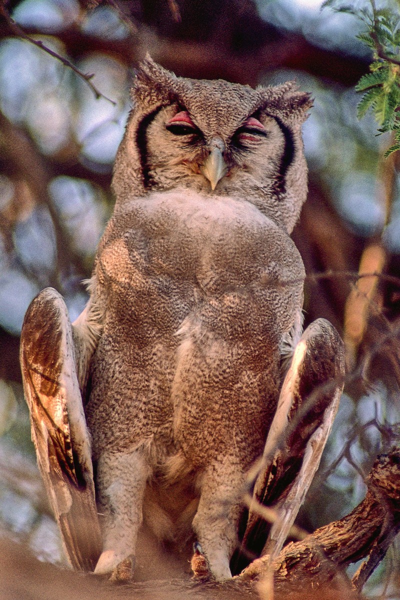 Verreaux's Eagle-Owl - ML622573869