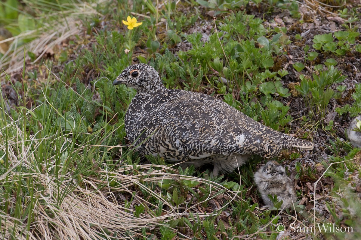 Weißschwanz-Schneehuhn - ML62257391