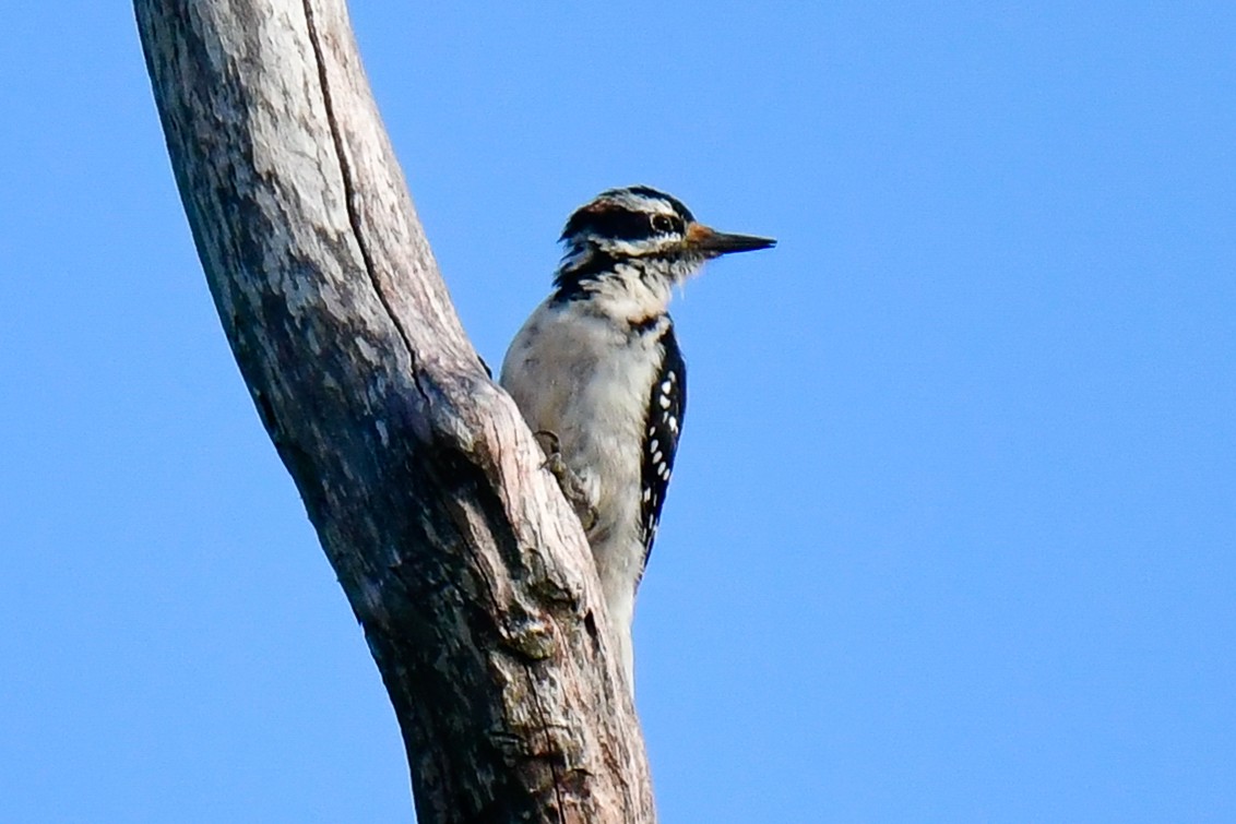 Hairy Woodpecker - ML622573946