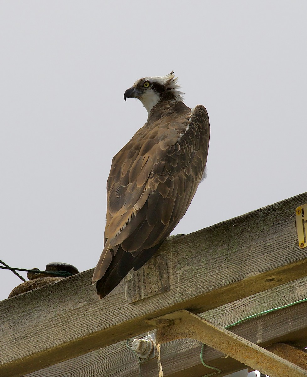 Osprey - Alison Hiers