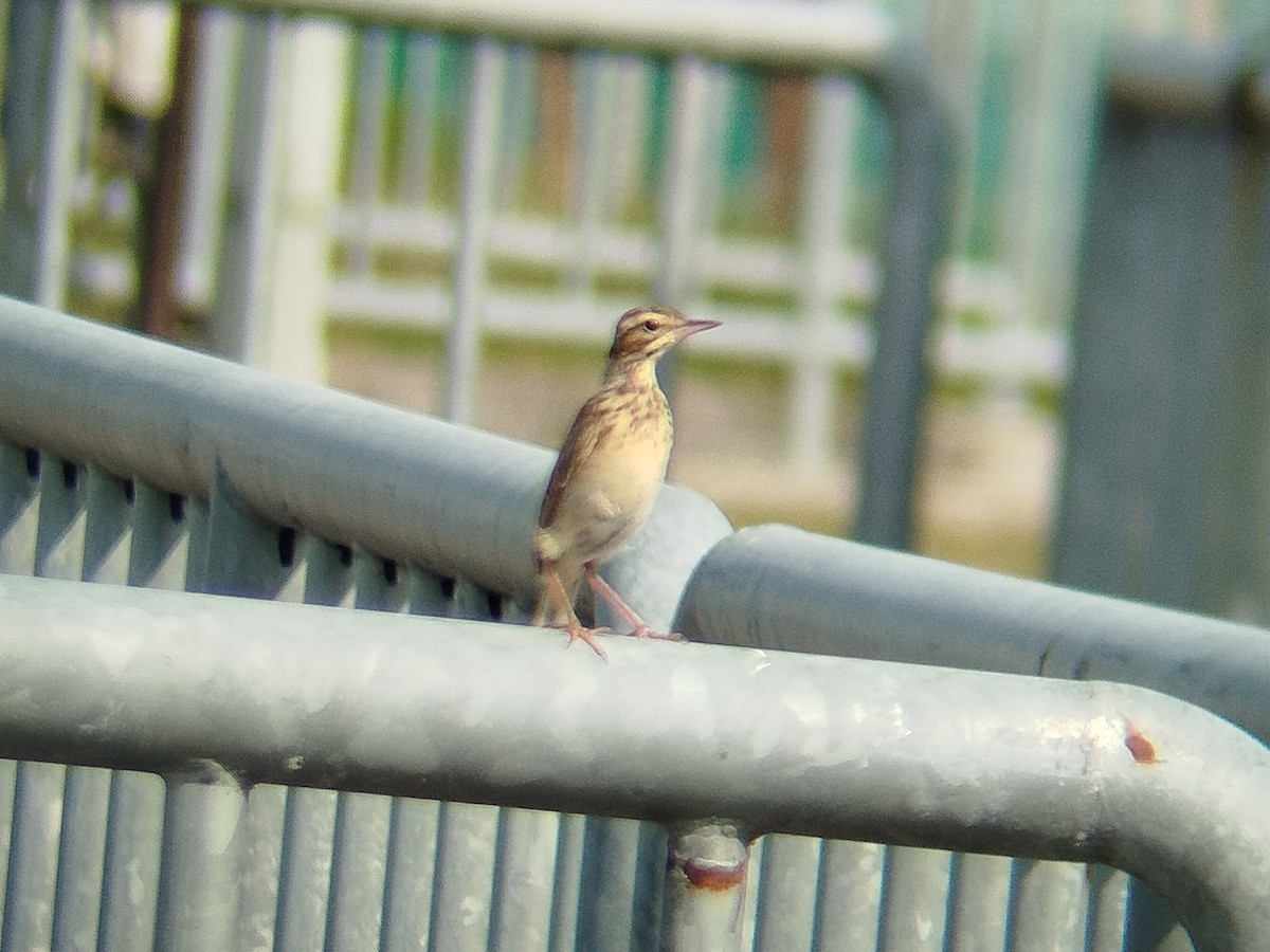 Paddyfield Pipit - ML622573985