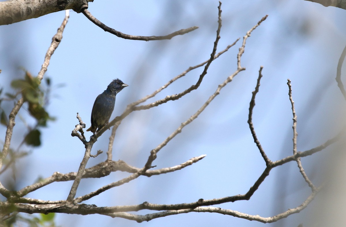 Indigo Bunting - ML622574039