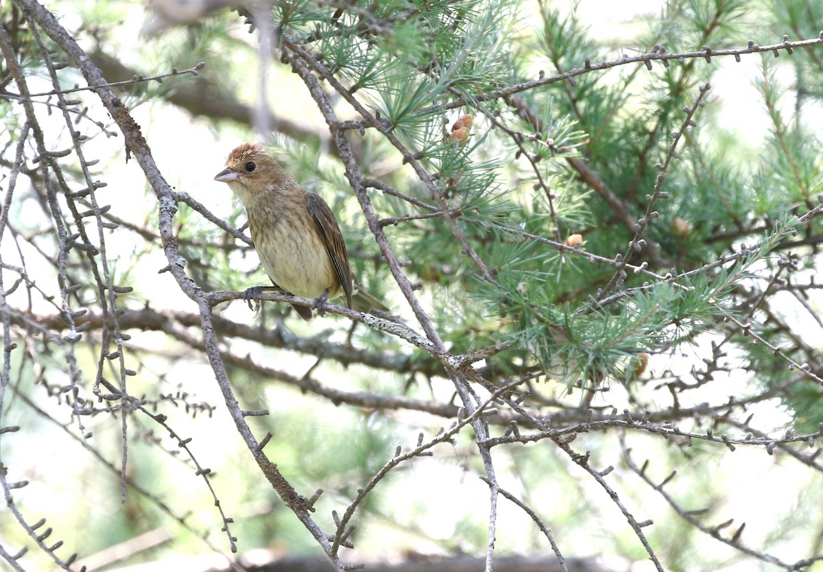 Indigo Bunting - ML622574040