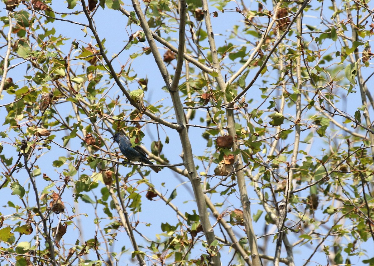 Indigo Bunting - ML622574041