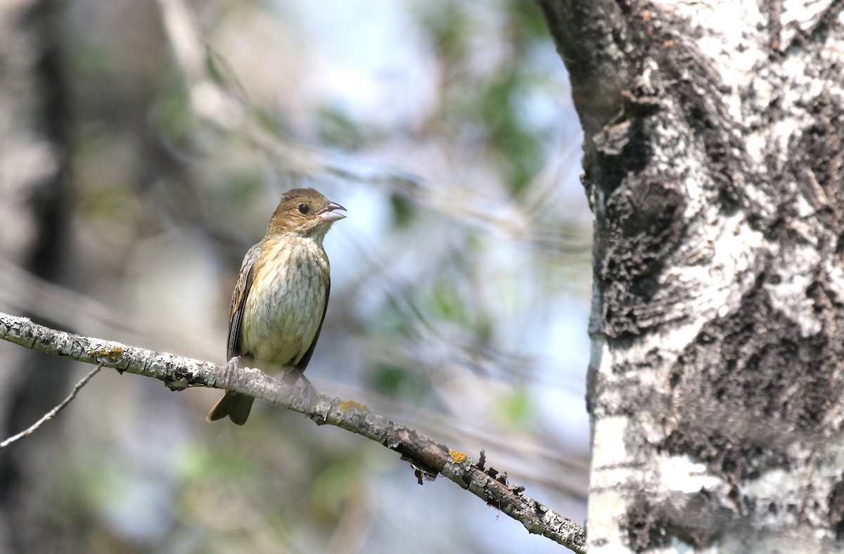 Indigo Bunting - ML622574042