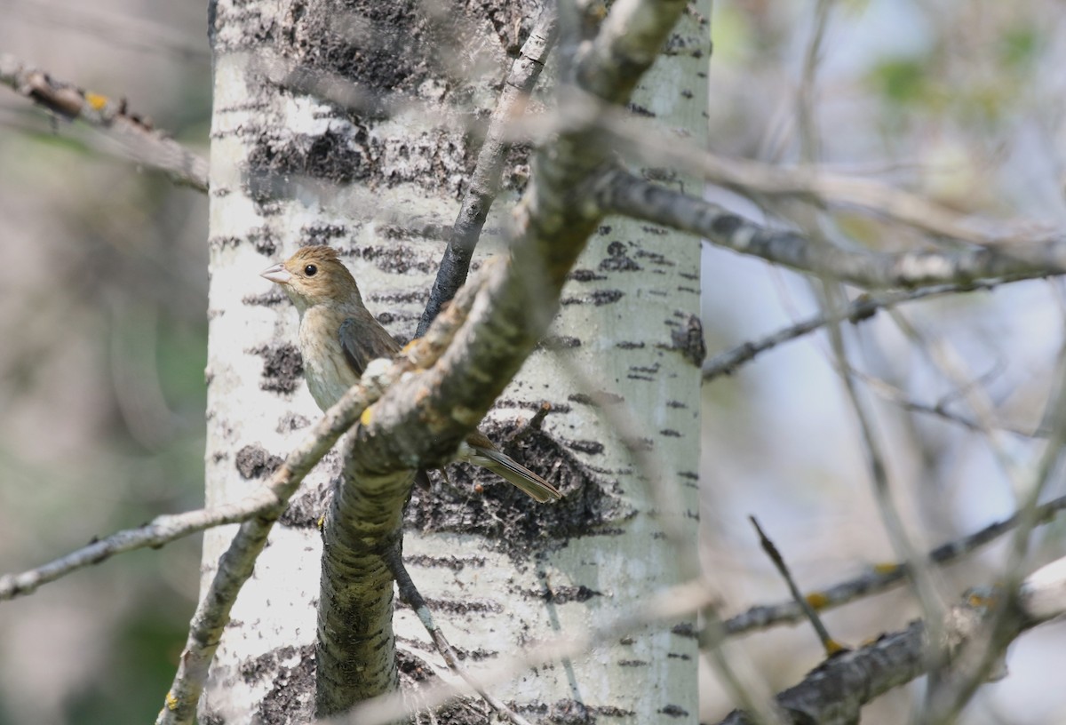 Indigo Bunting - ML622574043