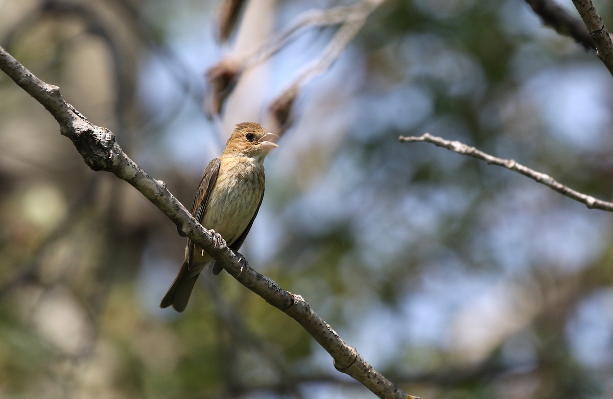 Indigo Bunting - ML622574044