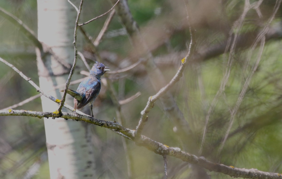 Indigo Bunting - ML622574045