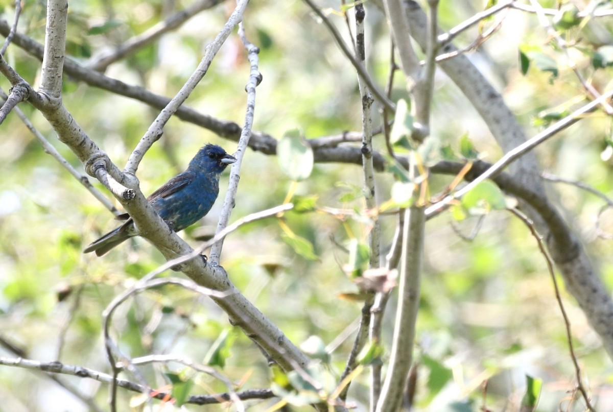 Indigo Bunting - ML622574046