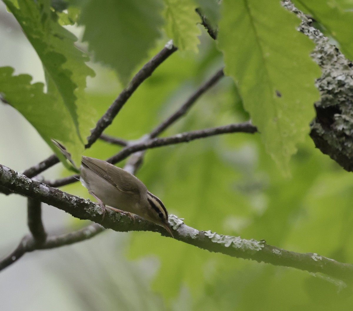 Worm-eating Warbler - ML622574098