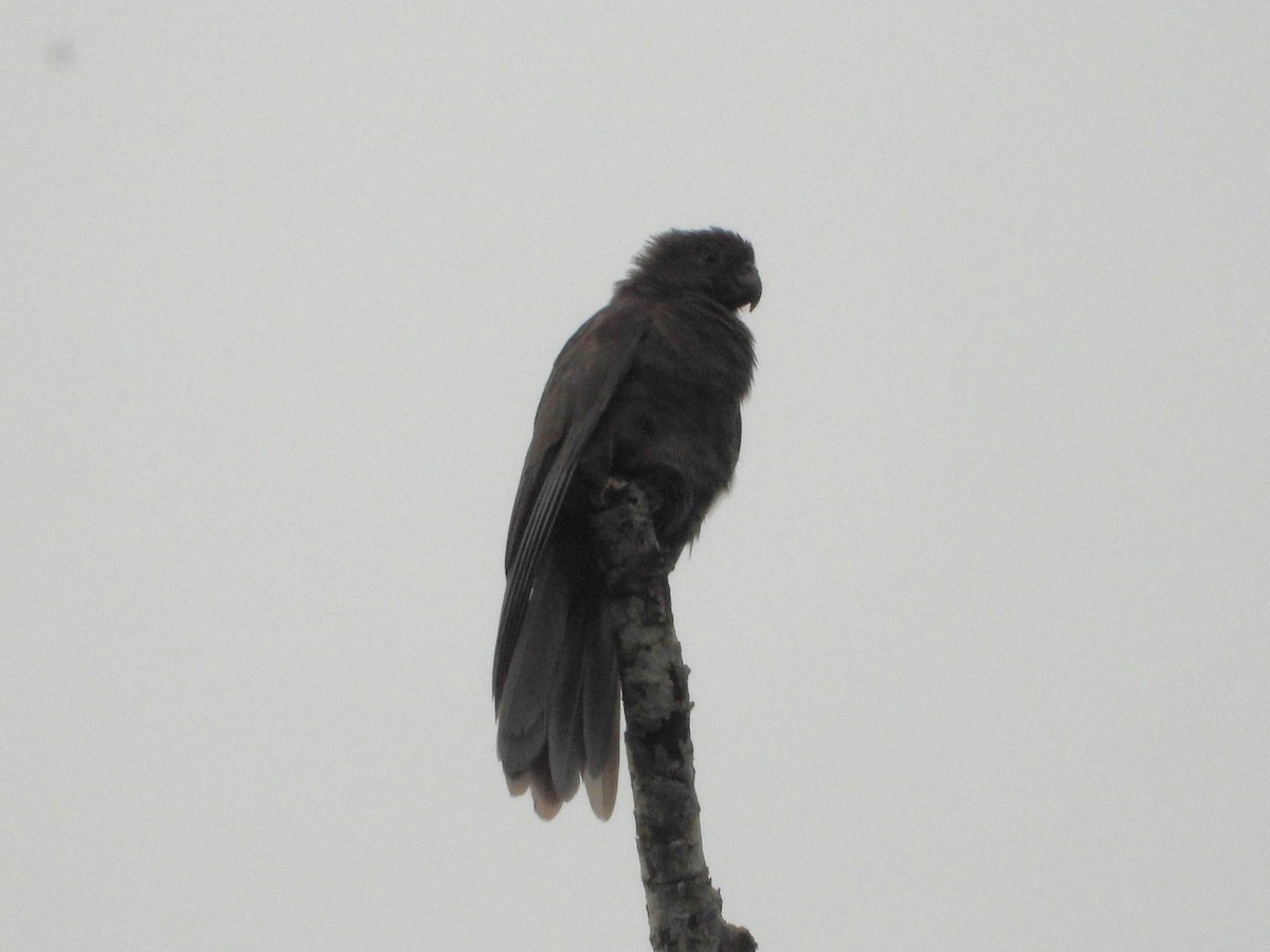 Seychelles Parrot - ML622574199