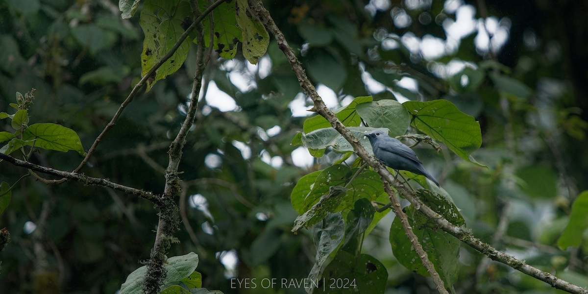 Gray Cuckooshrike - Raven X