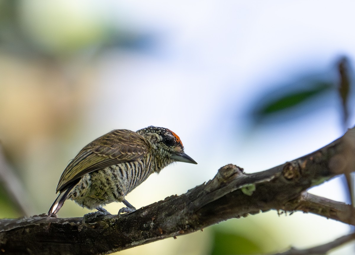 Golden-spangled Piculet - ML622574225