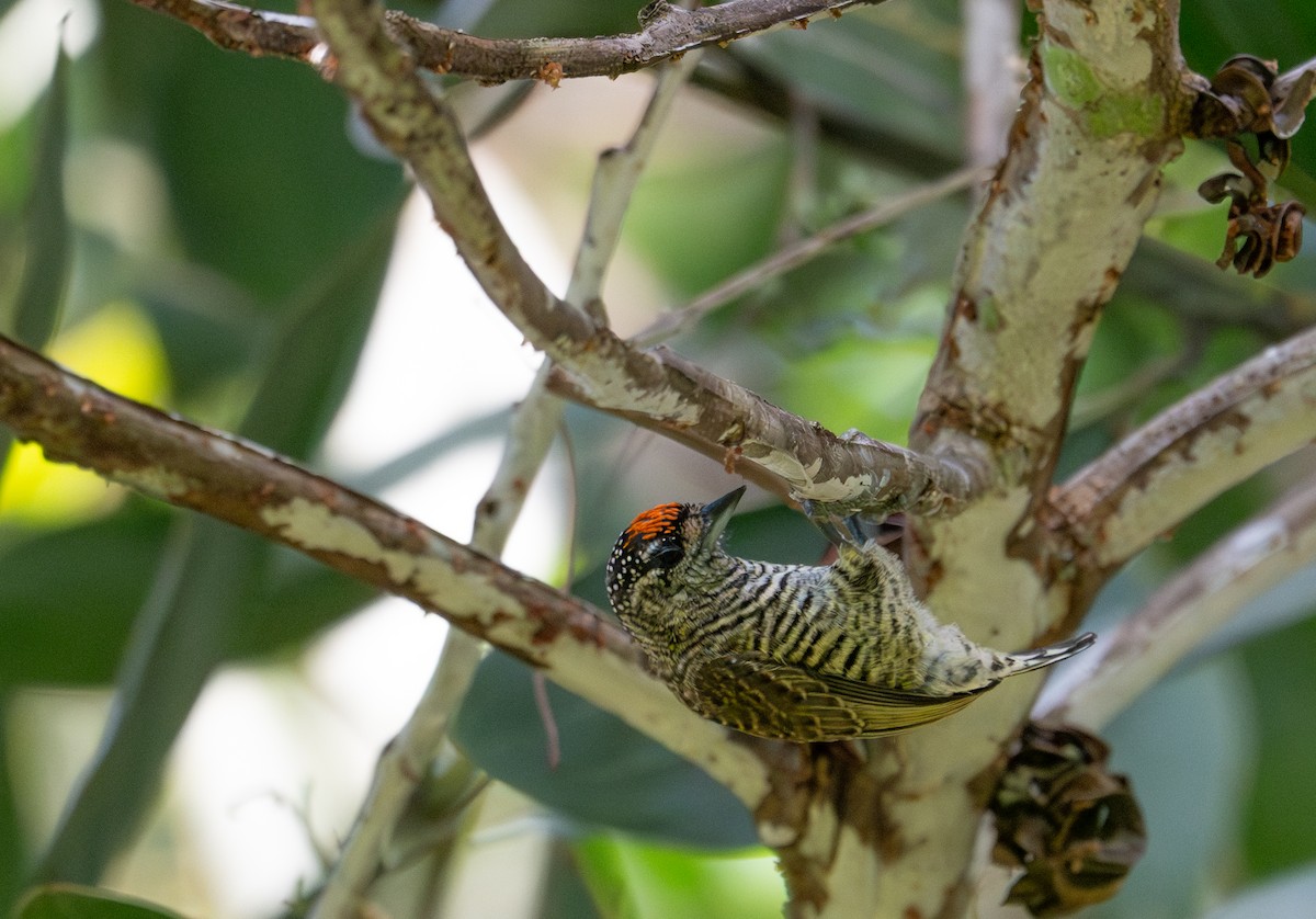 Golden-spangled Piculet - ML622574226