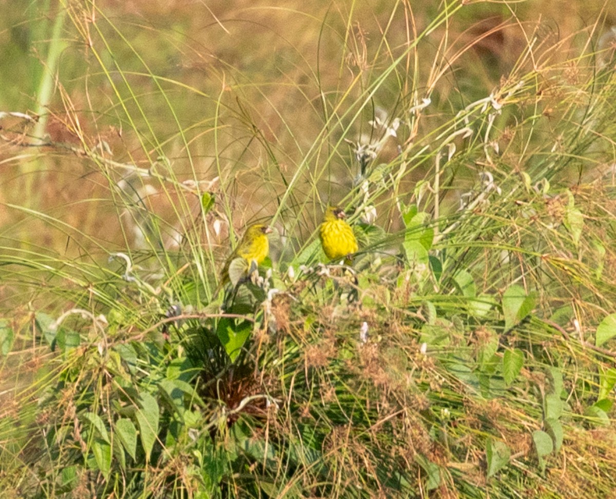 Papyrus Canary - ML622574238