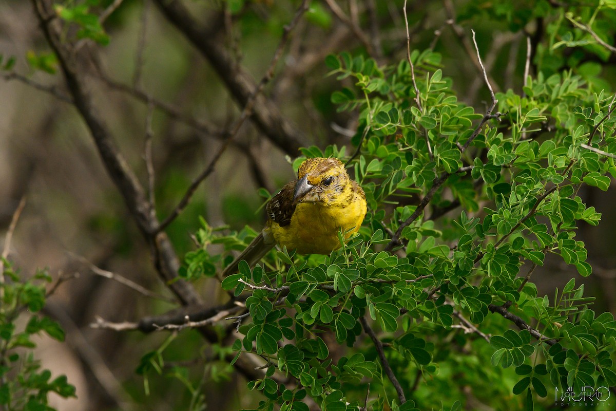 Yellow Grosbeak (Northern) - ML622574245