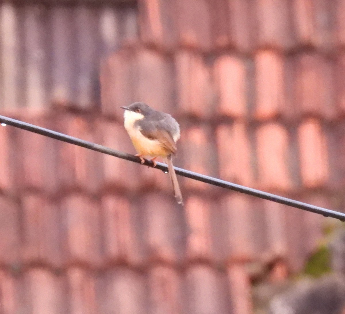 Ashy Prinia - ML622574309