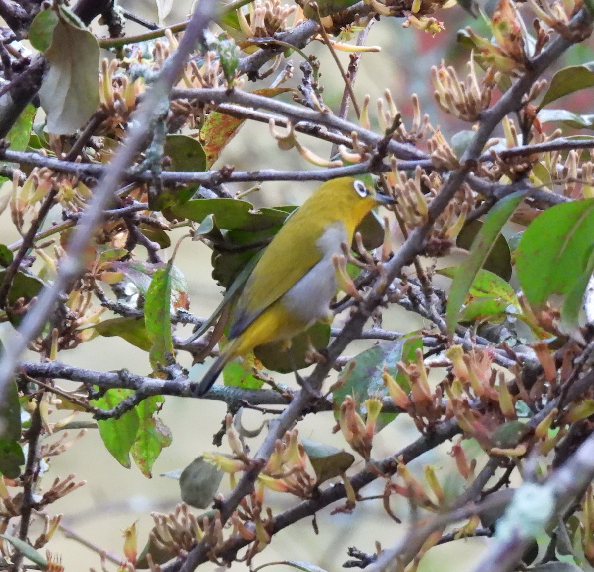 Indian White-eye - ML622574319