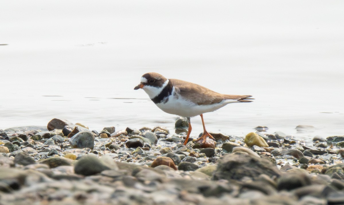 Semipalmated Plover - ML622574330