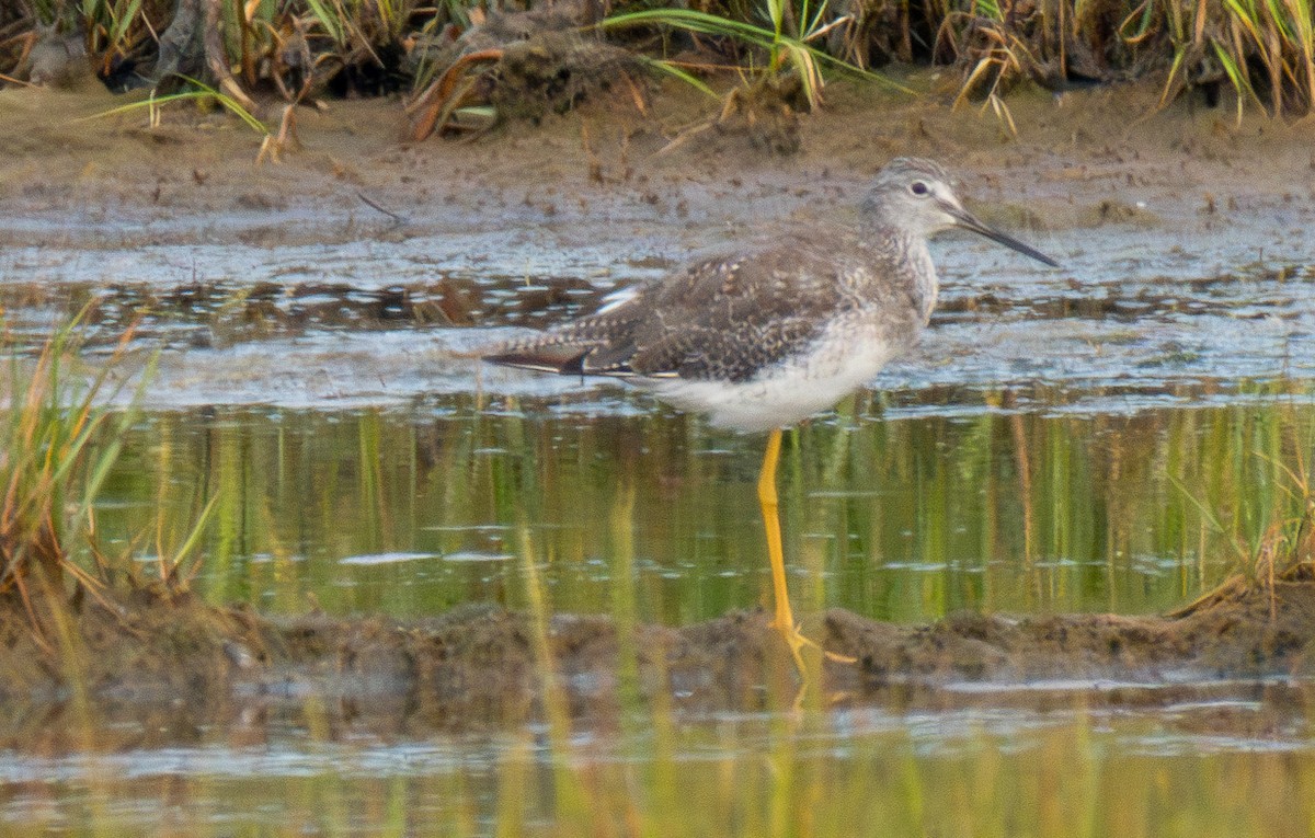 Greater Yellowlegs - ML622574335