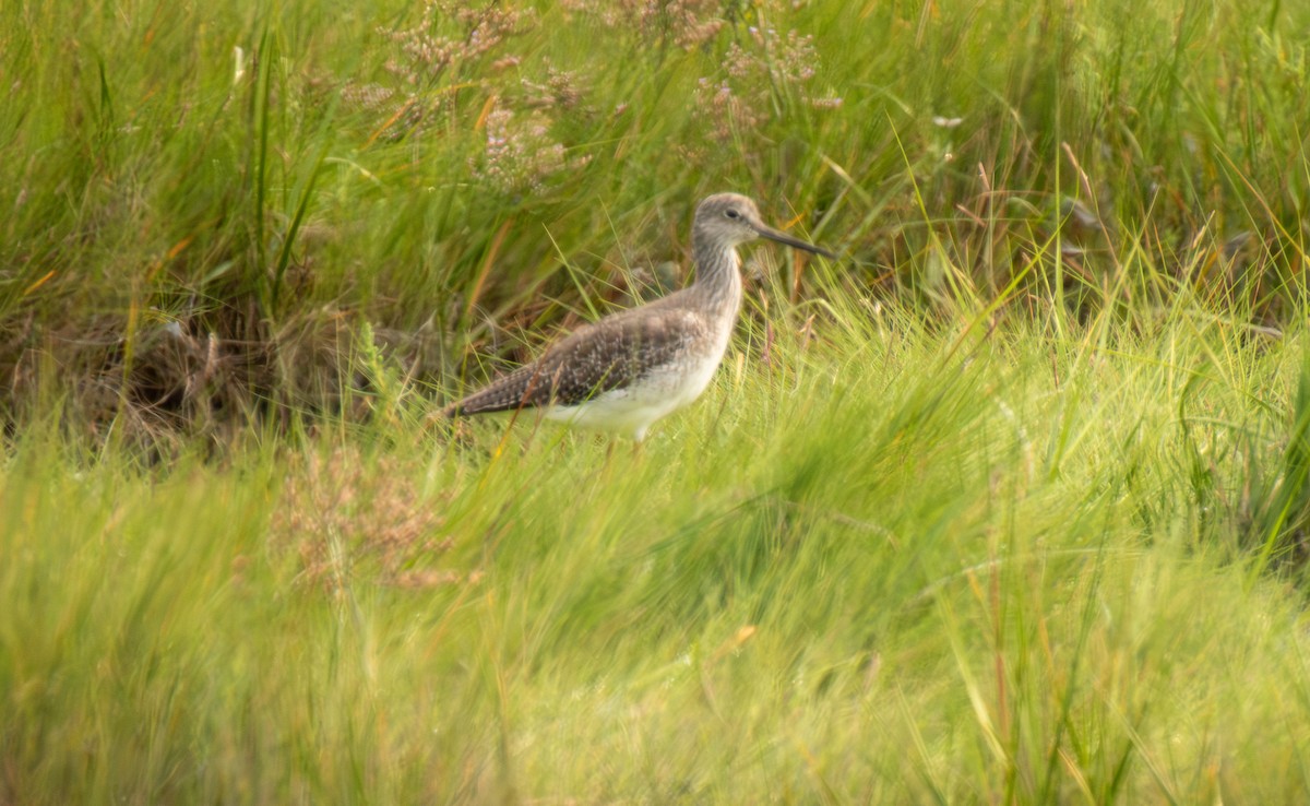 Greater Yellowlegs - ML622574337