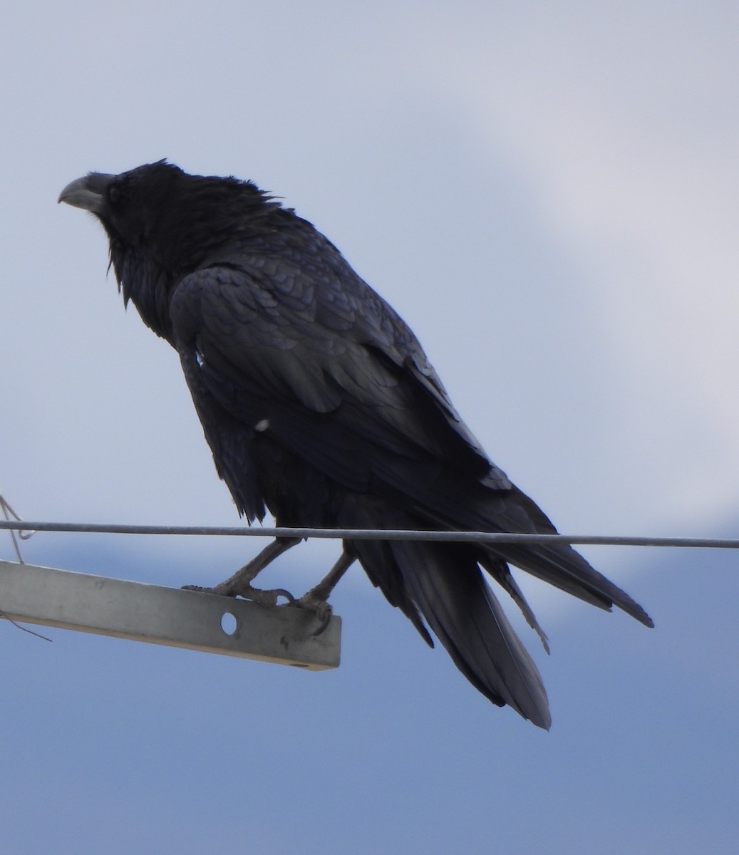 Common Raven - ML622574351