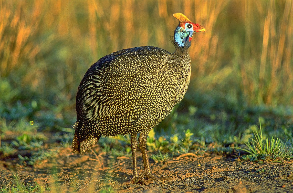 Helmeted Guineafowl - ML622574352