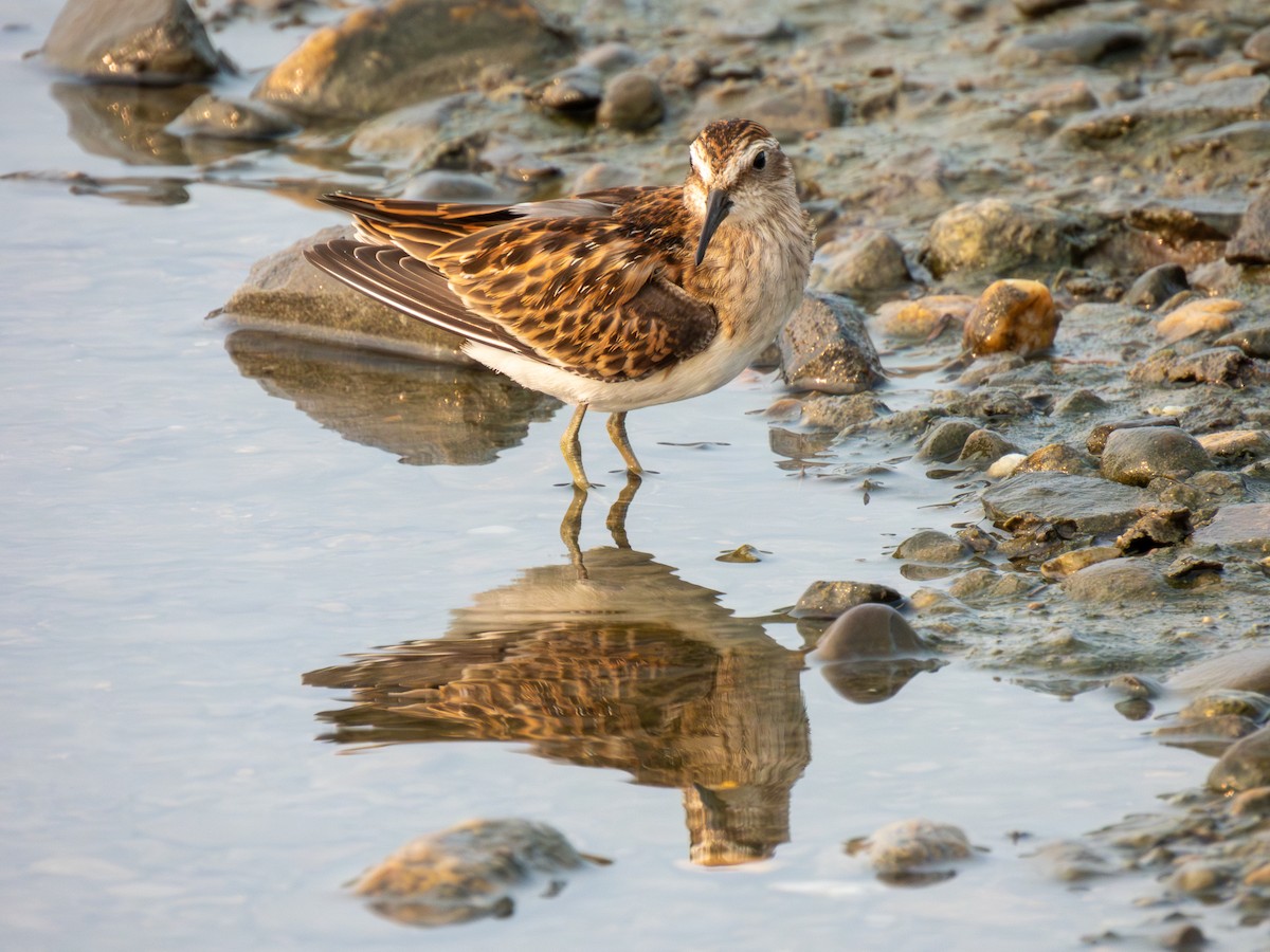 Least Sandpiper - ML622574360