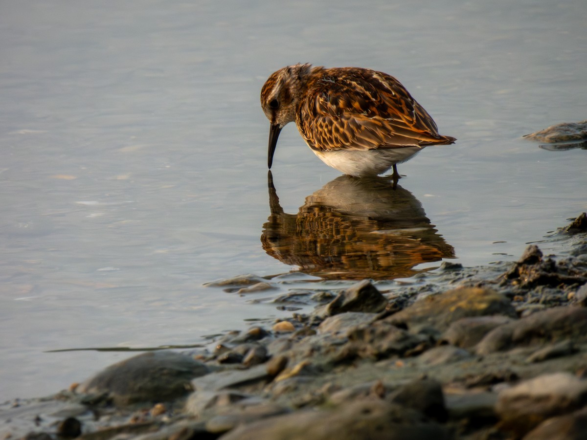 Least Sandpiper - ML622574361