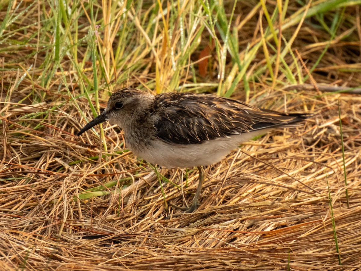 Least Sandpiper - ML622574362