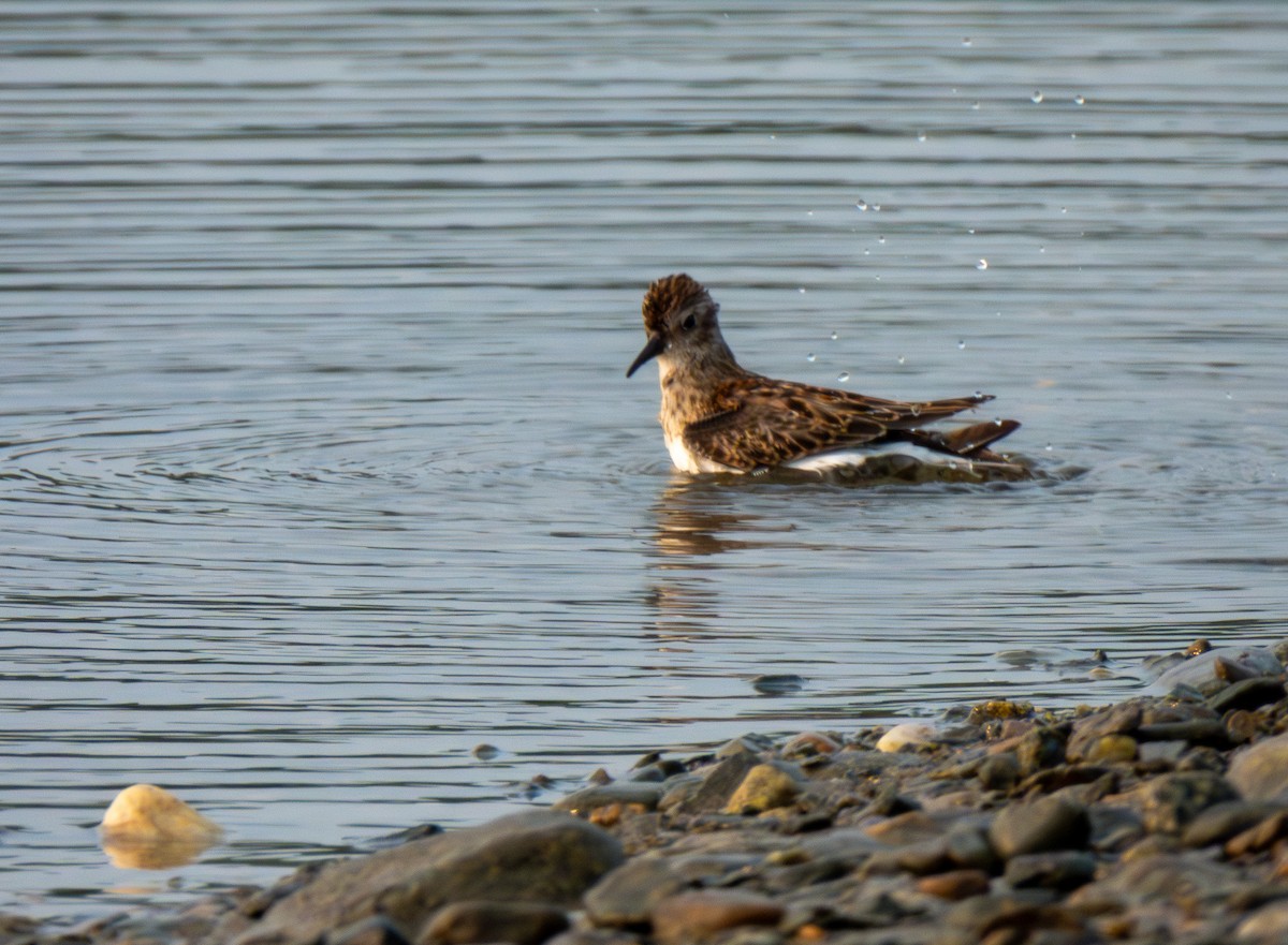 Least Sandpiper - ML622574363