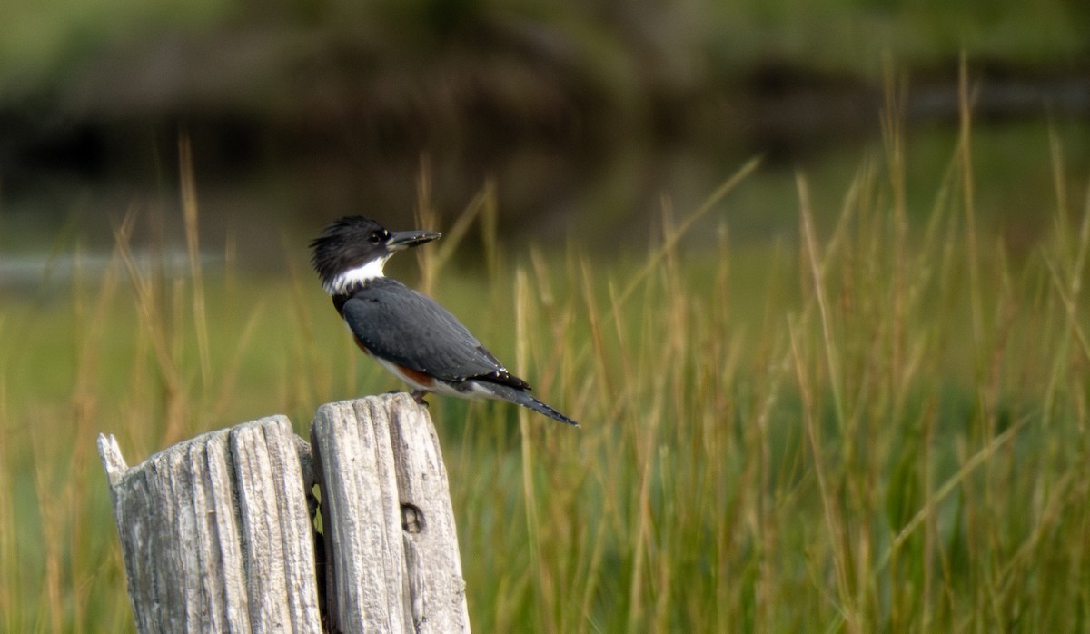 Belted Kingfisher - ML622574380