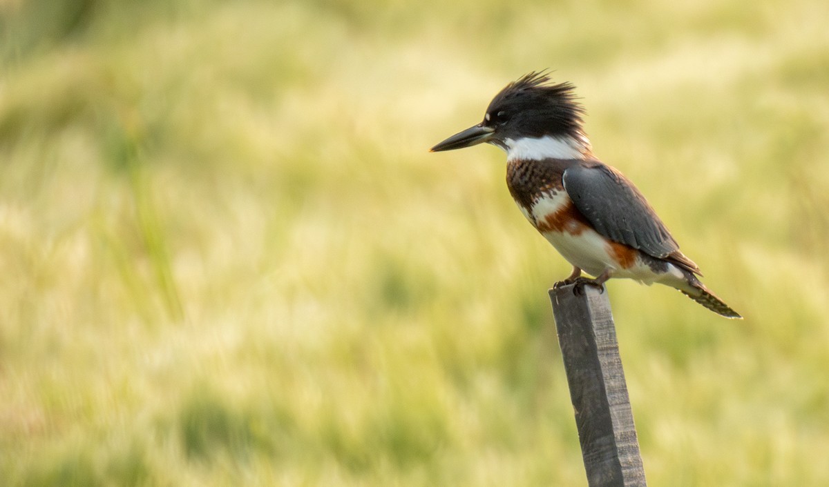 Belted Kingfisher - ML622574381