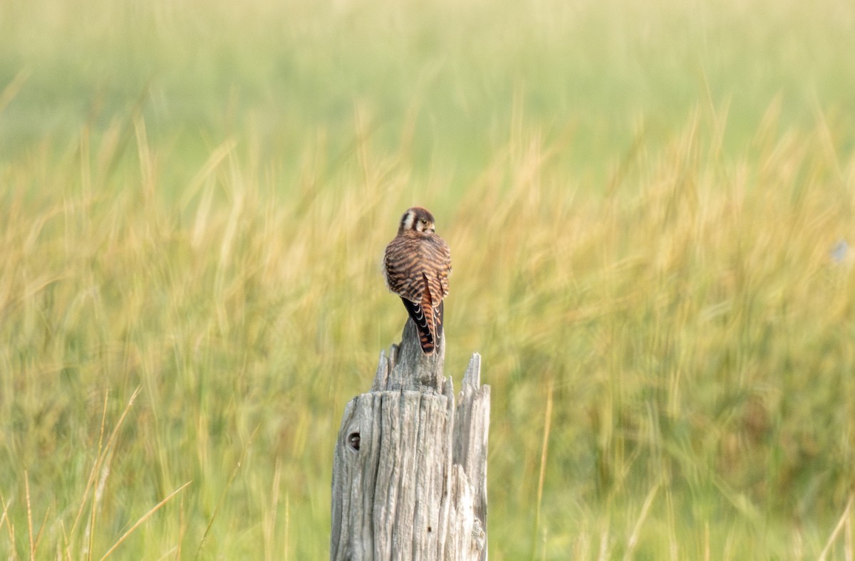 American Kestrel - ML622574385