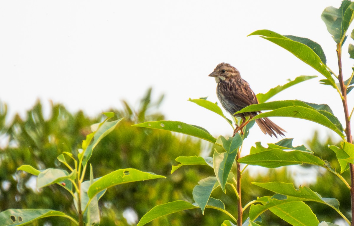 Song Sparrow - ML622574393