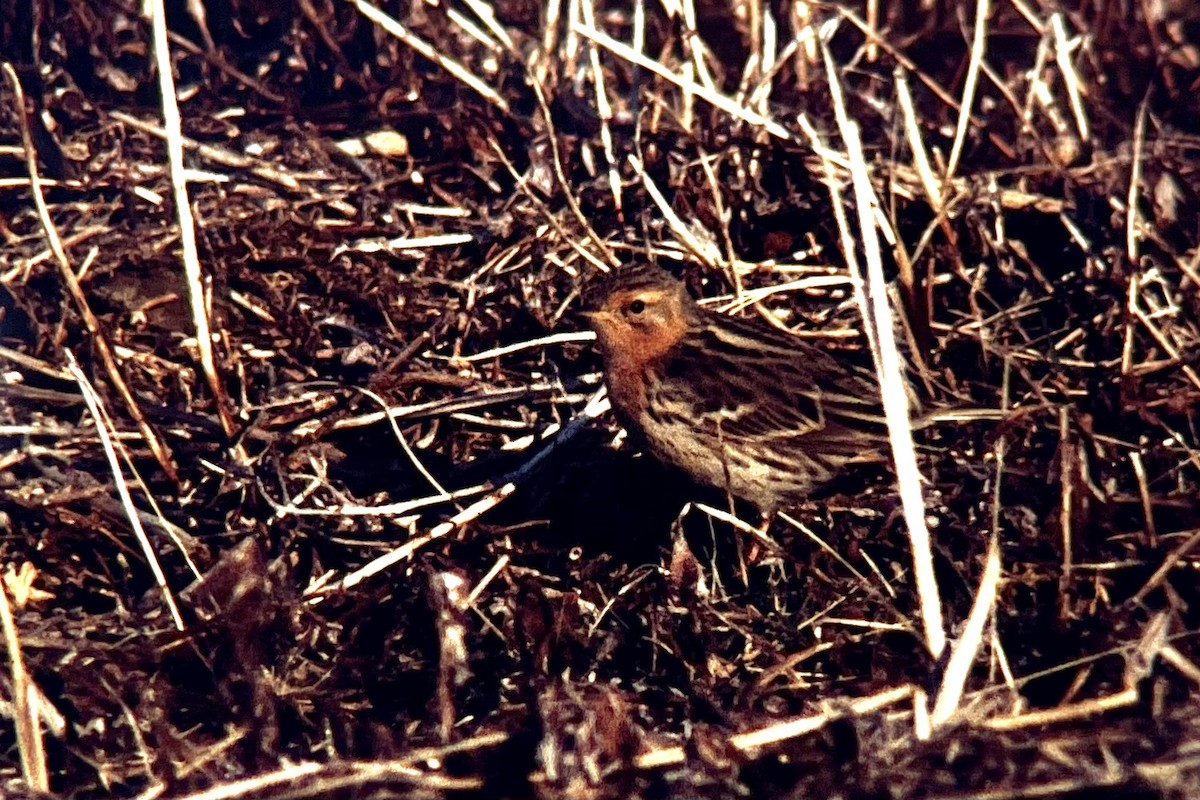 Red-throated Pipit - ML622574399