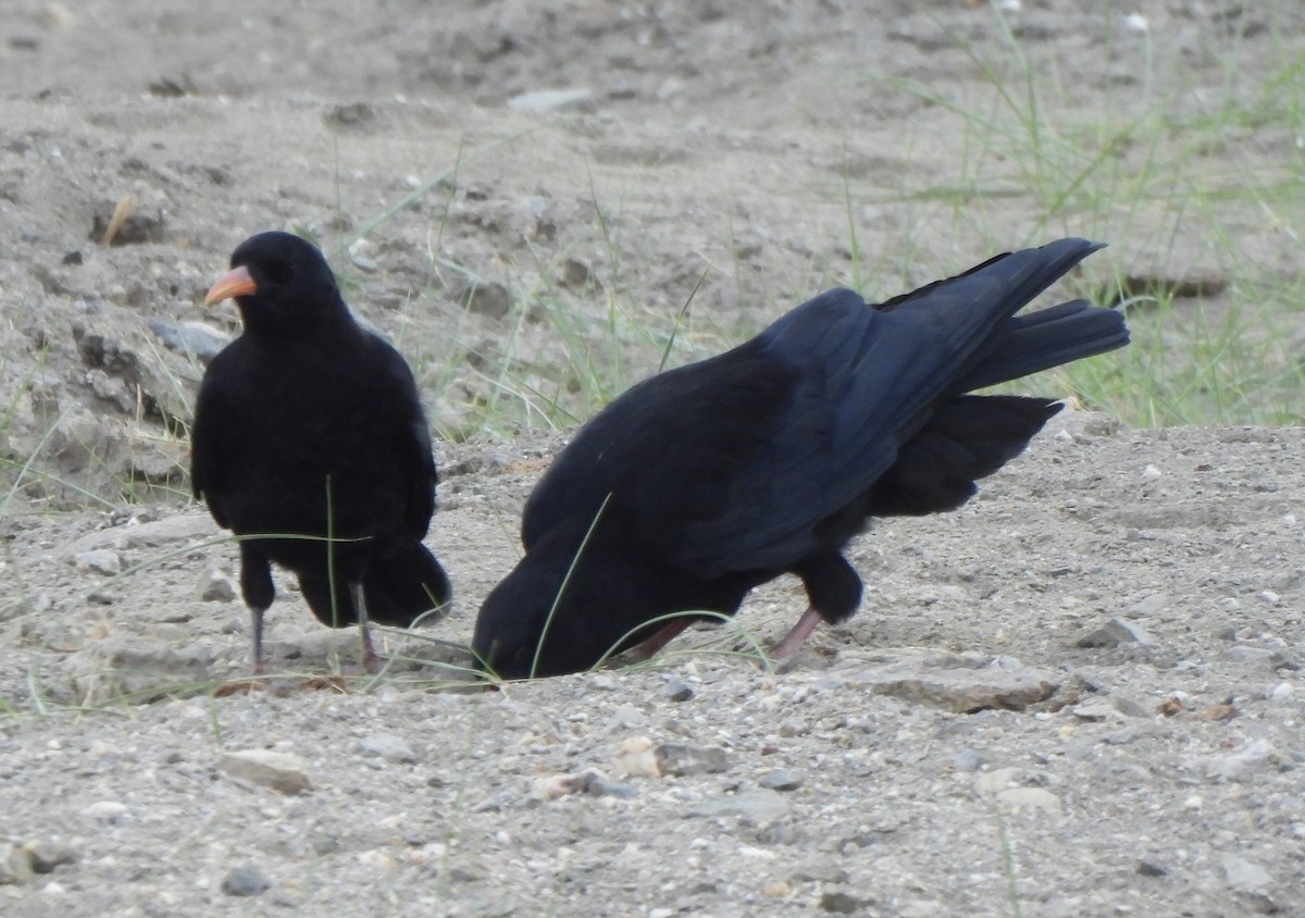 Red-billed Chough - ML622574414