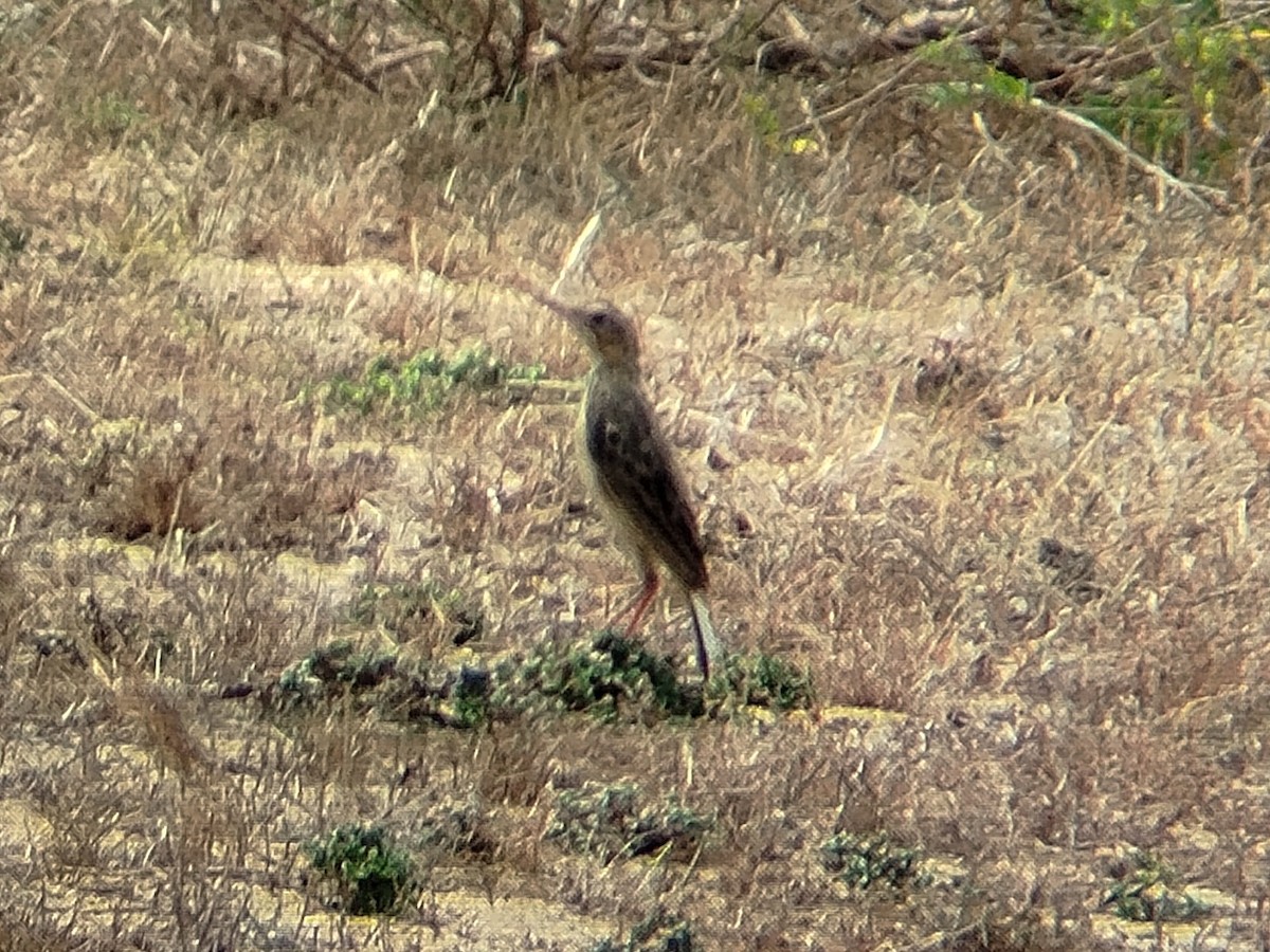 Paddyfield Pipit - ML622574428