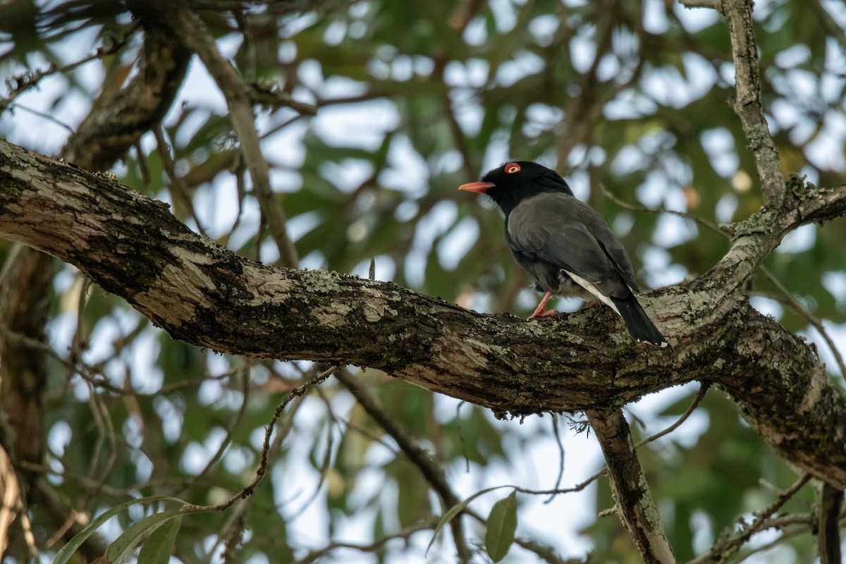 Retz's Helmetshrike - ML622574429