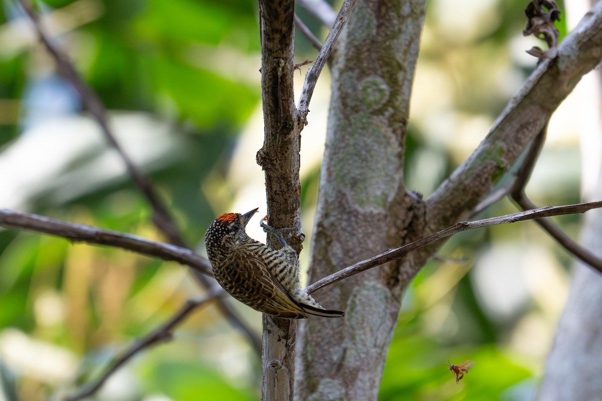 Golden-spangled Piculet - ML622574441