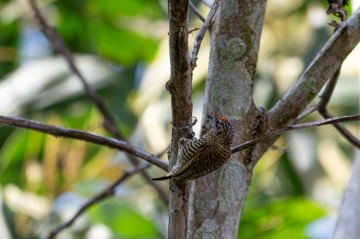 Golden-spangled Piculet - ML622574442