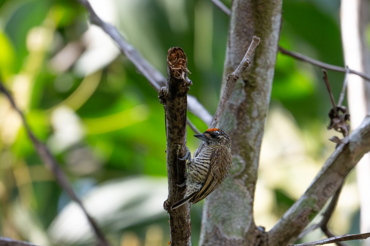 Golden-spangled Piculet - ML622574444