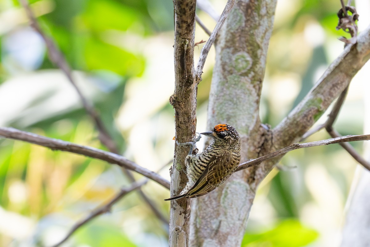 Golden-spangled Piculet - ML622574445