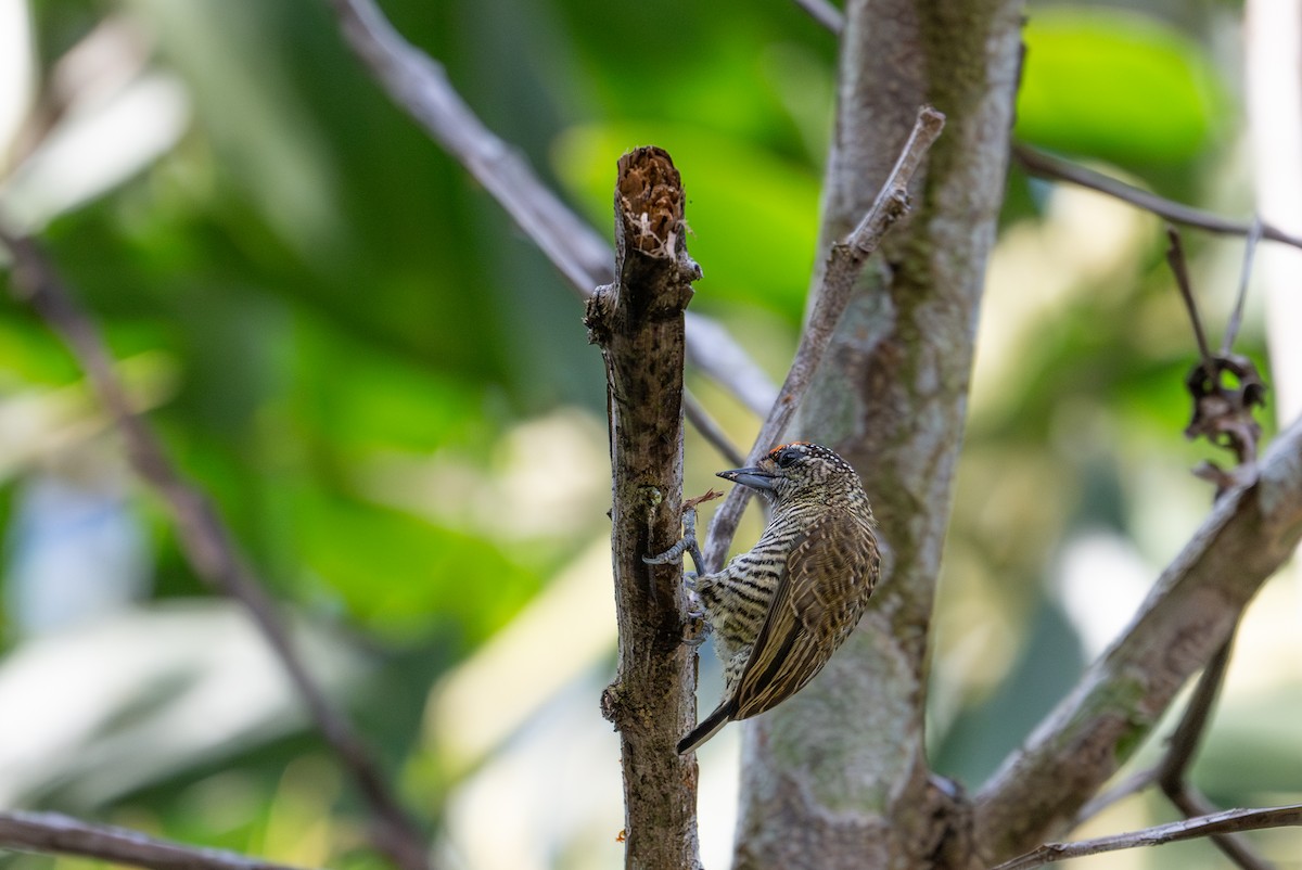 Golden-spangled Piculet - Herb Elliott