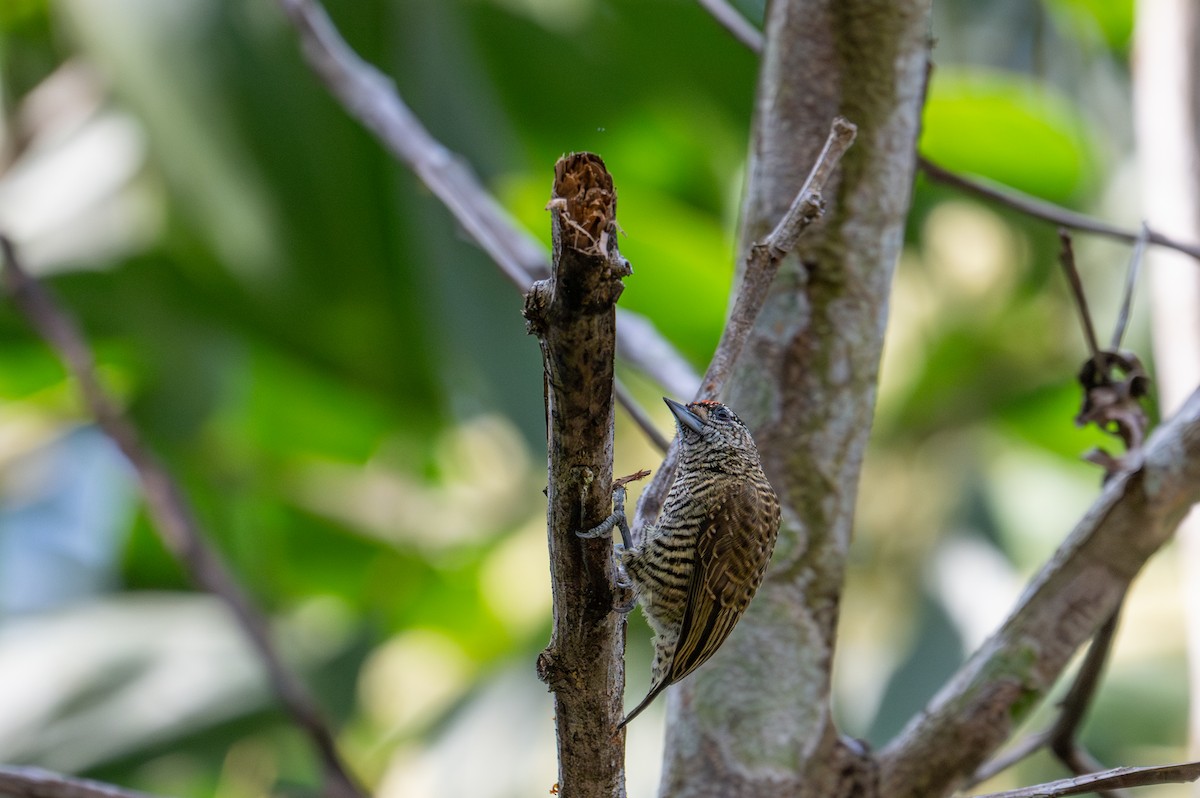 Golden-spangled Piculet - ML622574448