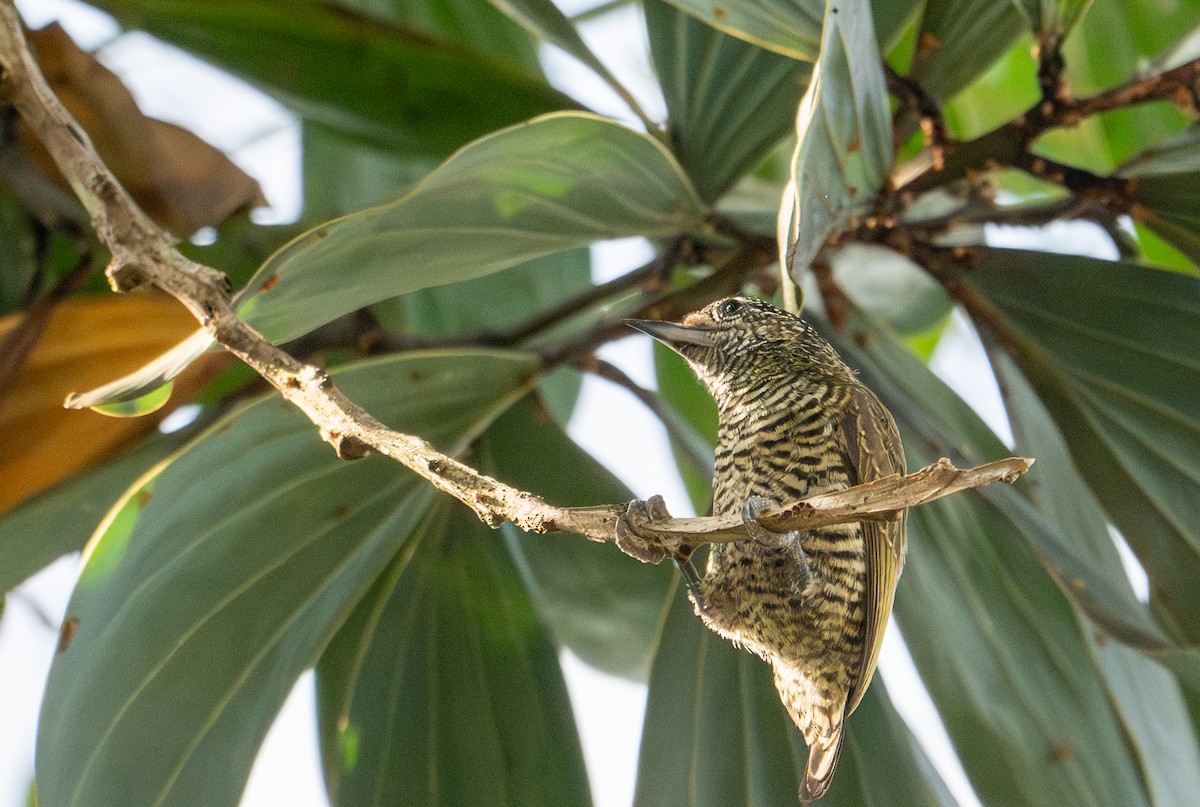 Golden-spangled Piculet - ML622574449